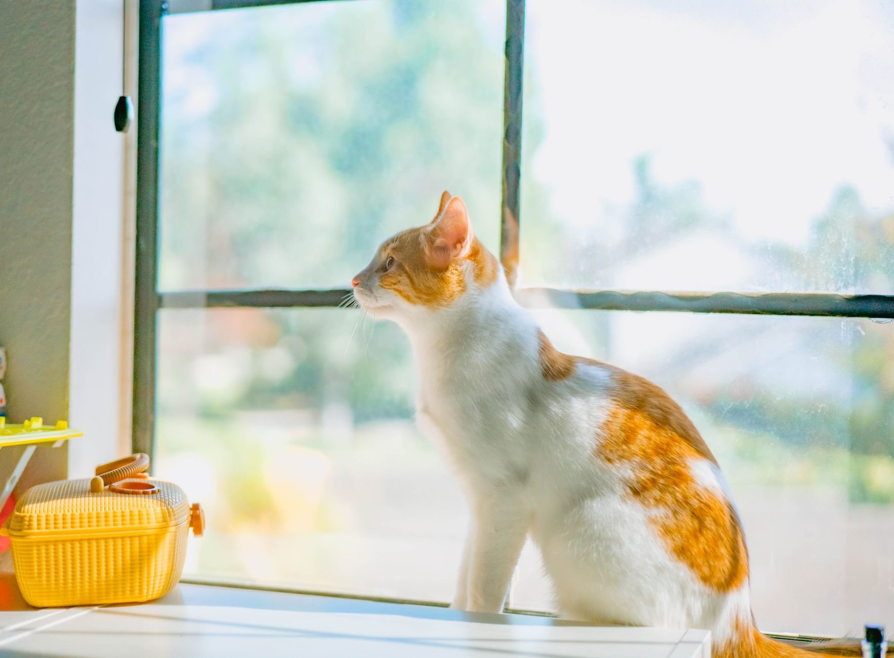 Adorable white and orange cat sitting by a window enjoying the sunlight indoors.